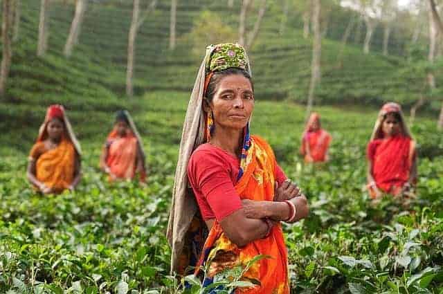 F&uuml;nf indische Frauen in Tracht inmitten einer Teeplantage