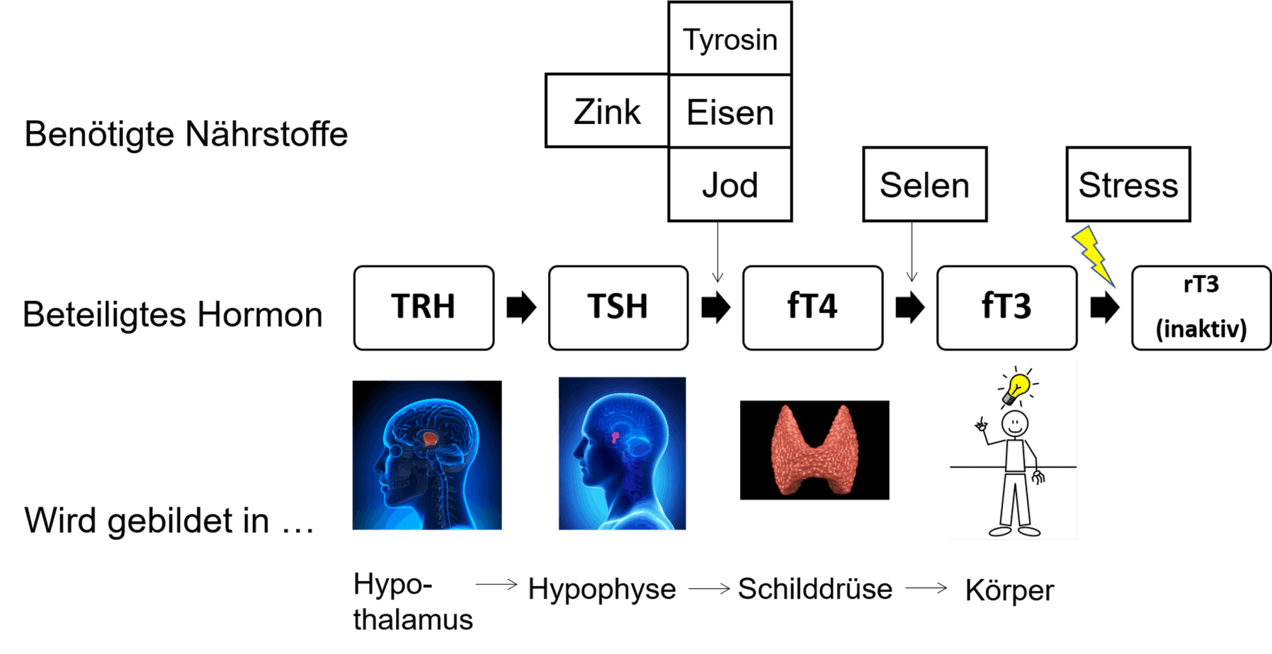 Schilddr&uuml;se Hormon Kaskade