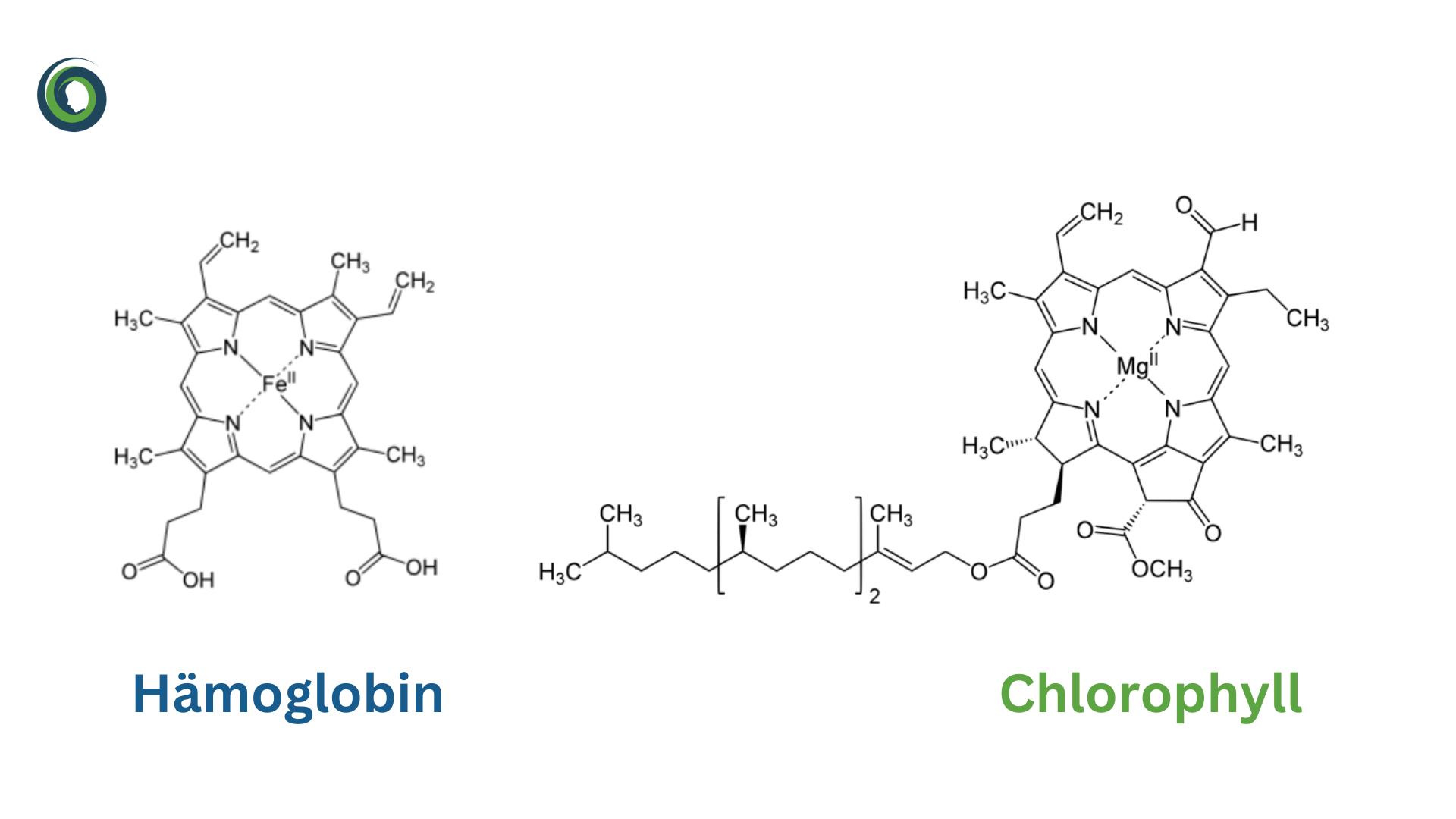Vergleich H&auml;moglobin und Chlorophyll