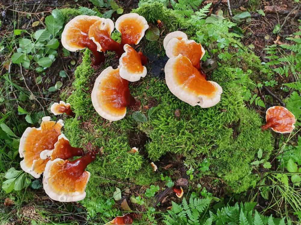 Reishi Bayerischer Wald (9)