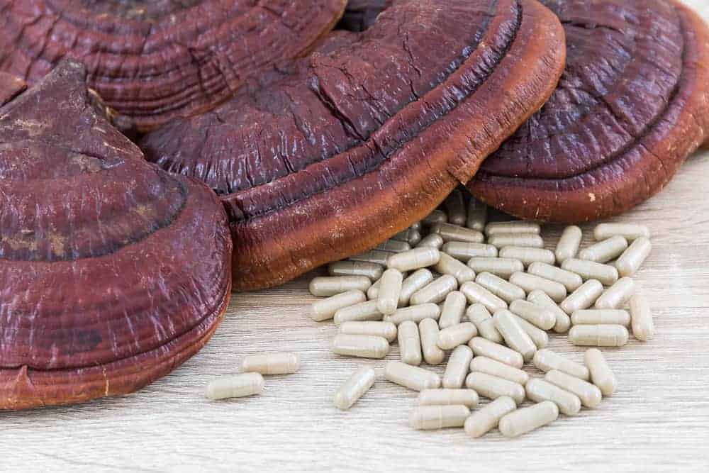 Reishi Getrocknet und Kapseln