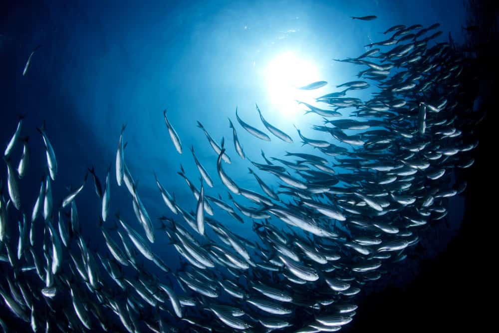 Darmbakterien_Ballaststoffe_Fischschwarm