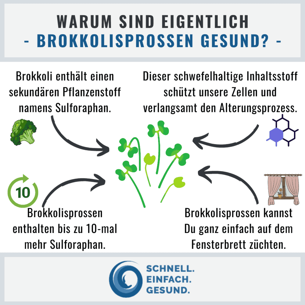 Infographik zu Brokkolisprossen
