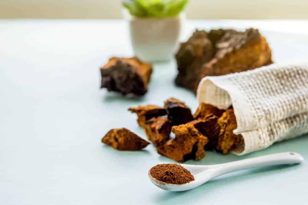 Lebenselixier Chaga Pilz