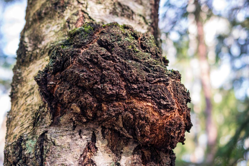 Chaga an einer Birke