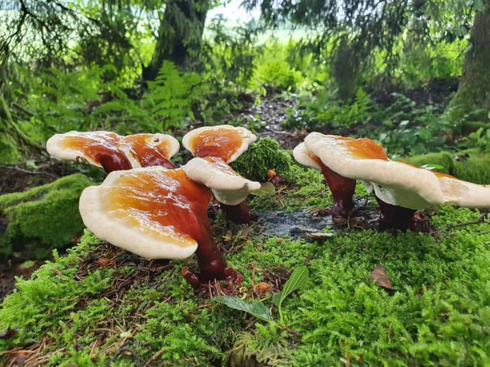 Reishi Bayerischer Wald (9)