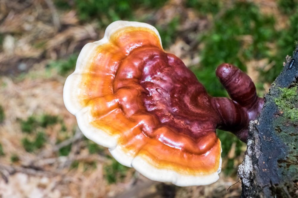 Reishi