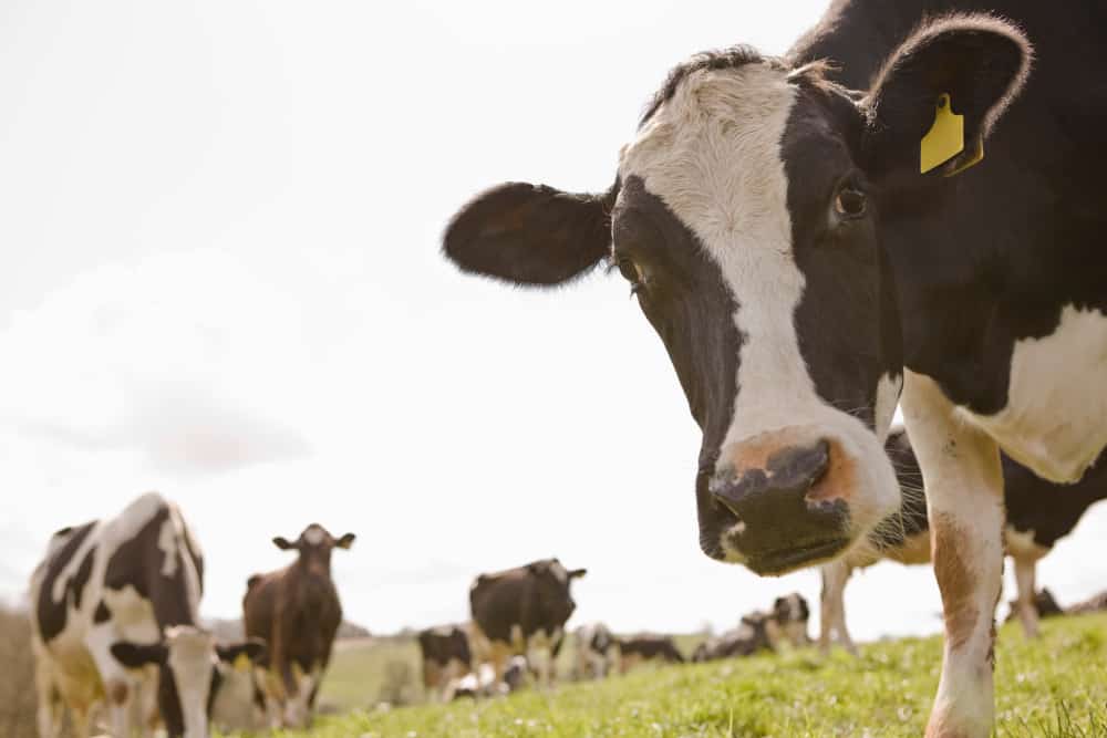 Ist Butter gesund_Weidehaltung