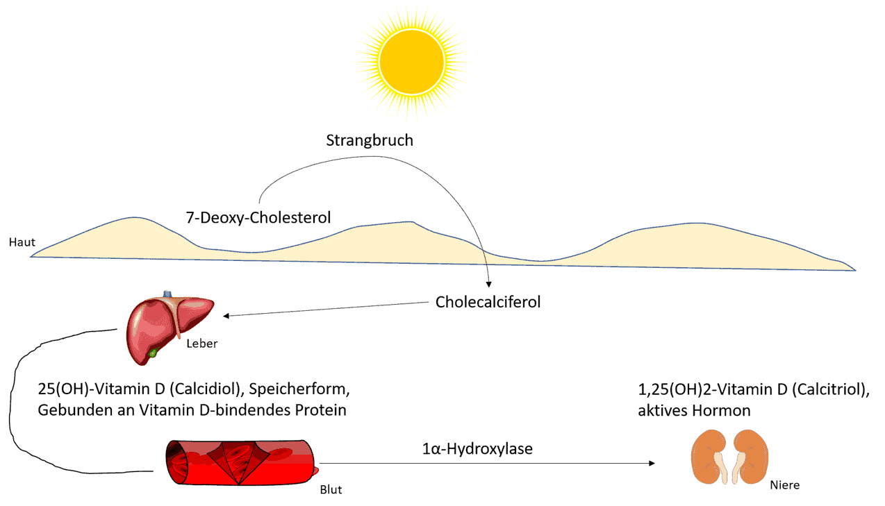 Vitamin d bildung