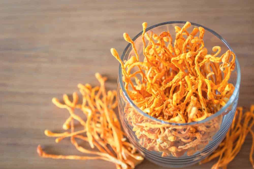 Cordyceps