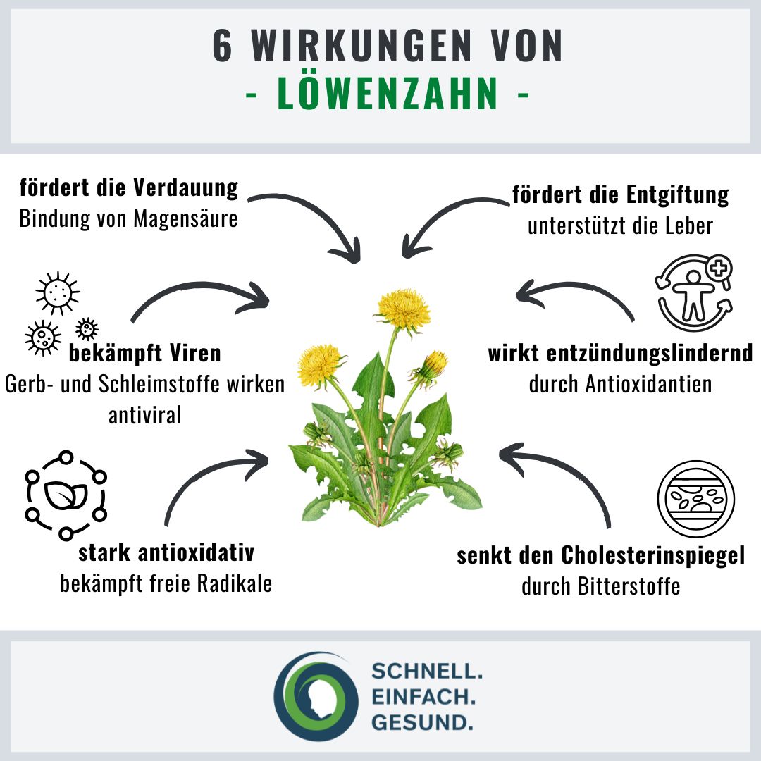 6 positive Wirkungen und Vorteile von Löwenzahn