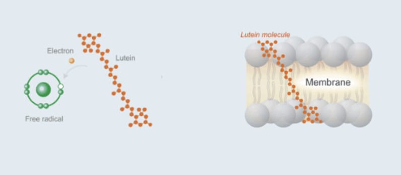 Lutein Studie