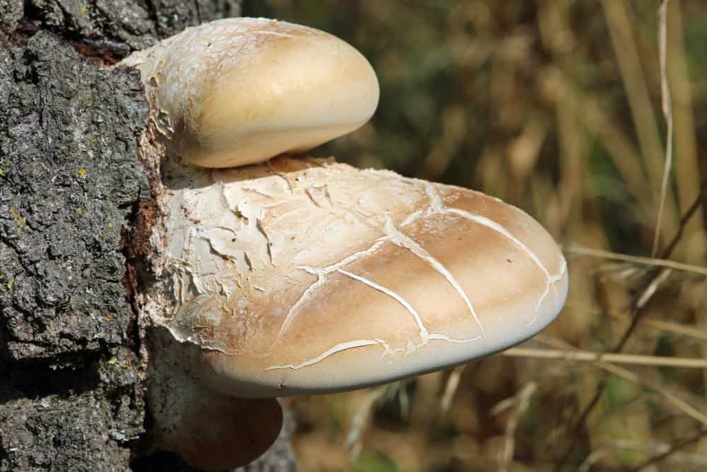 Birkenporling am Baum, Pilz, Vitalpilz