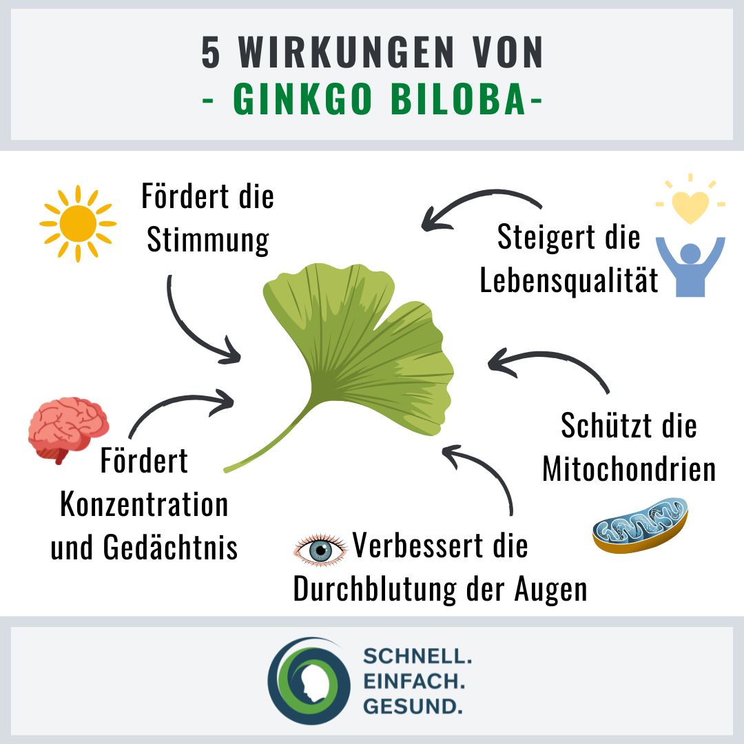 Wertvolle Wirkungen von Ginkgo Biloba Infographik