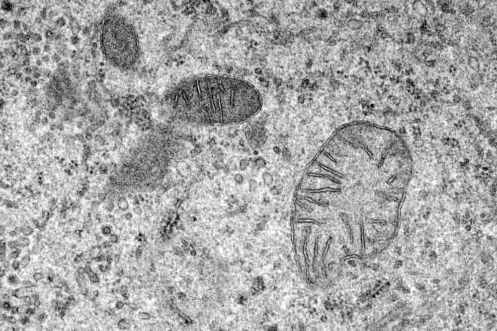Mitochondrien staerken