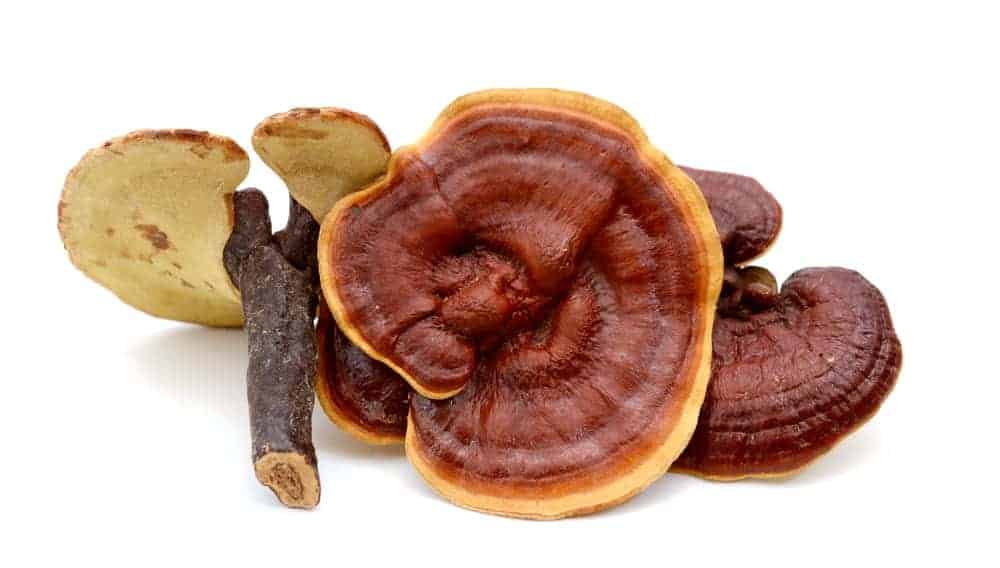 Getrockneter Reishi mit Stiel