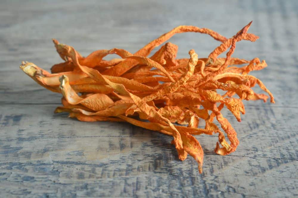 Cordyceps