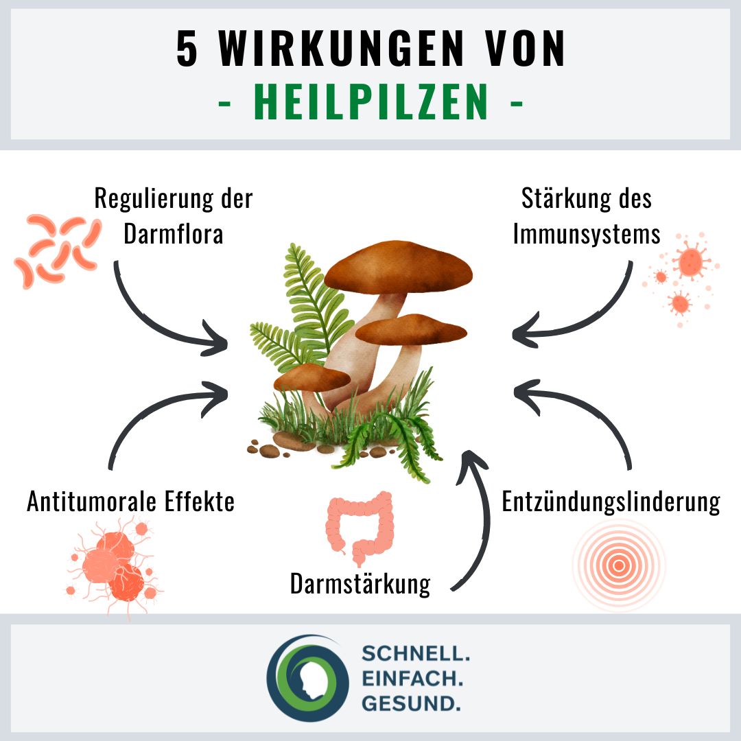 Infographik 1 zu Heilpilzen