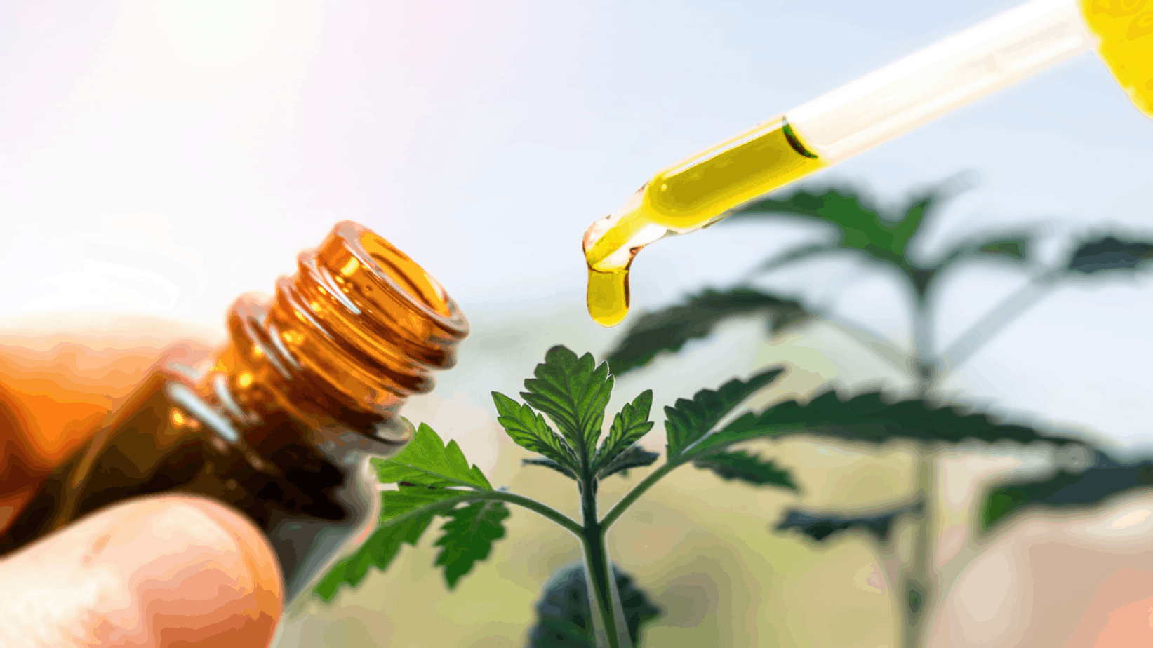 CBD &Ouml;l mit Pipette aus dunkler Glasflasche mit Hanfpflanze im Hintergrund